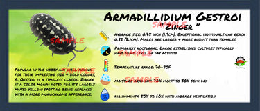 Armadillidium Gestroi Zinger Isopod Bin Label